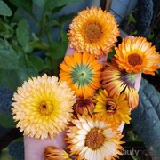 Mengenal Bunga Calendula Yuk! Bisa untuk Sunscreen hingga Obat Jerawat, Lho!