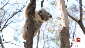 VIDEO: Koala Korban Kebakaran Hutan Dilepas ke Alam Liar