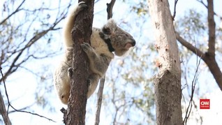 VIDEO: Koala Korban Kebakaran Hutan Dilepas ke Alam Liar