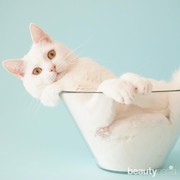 Kalau Sudah Lakukan 6 Gelagat Ini, Bisa Jadi Kucing Sedang Birahi