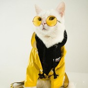 Gayamu Biasa Aja? Jangan Kalah Sama Zappa, Kucing Paling Swag dan Stylish Ini!