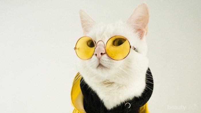 Gayamu Biasa Aja? Jangan Kalah Sama Zappa, Kucing Paling Swag dan Stylish Ini!