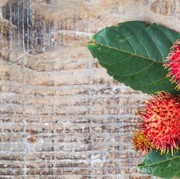 Kaya Nutrisi, Ini Manfaat Rambutan untuk Kesehatan