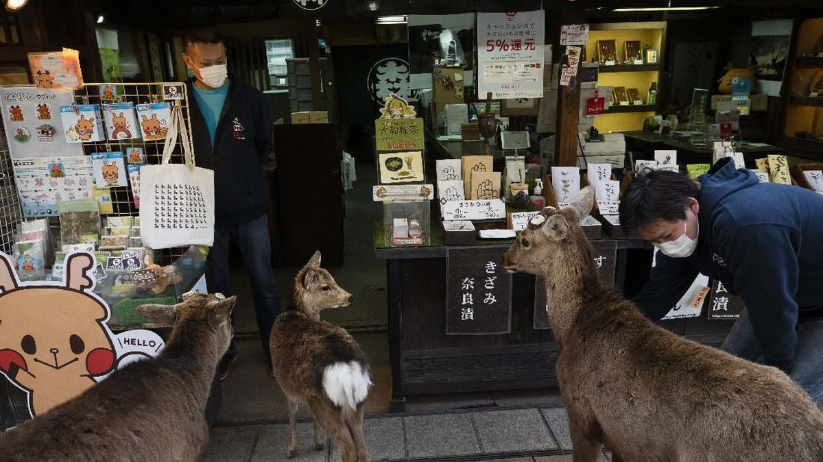 FOTO: Rusa Nara Berjalan Bebas di Tengah Pandemi Corona