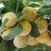 Kulit Kamu Kusam? Konsumsi Buah Duku, Manfaat Gak Terduga Ini Bisa Kamu Dapatkan