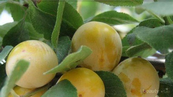 Kulit Kamu Kusam? Konsumsi Buah Duku, Manfaat Gak Terduga Ini Bisa Kamu Dapatkan