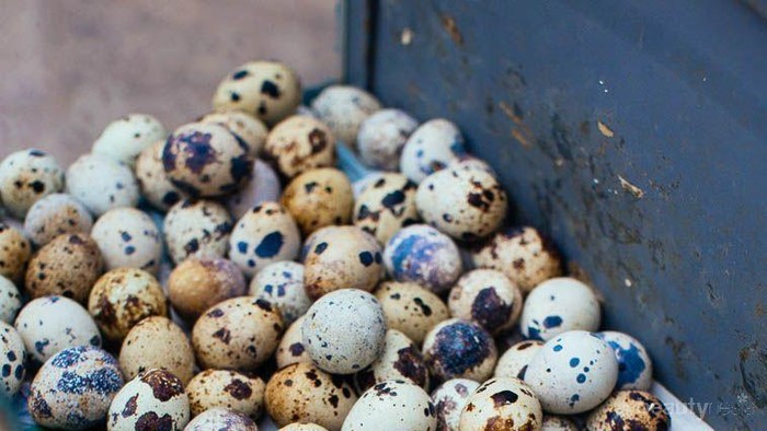 Hati-hati, Ini Efek Mengkhawatirkan Konsumsi Telur Puyuh Berlebihan