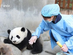 Kasihan, 2 Bayi Panda Kembar di China Mati karena Komplikasi Organ