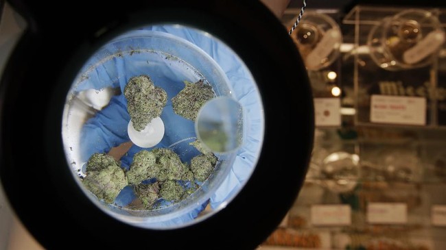 Kementerian Pertanian (Kementan) menjelaskan pengaturan ganja sebagai komoditas tanaman obat binaan sejak 2006.