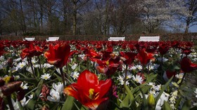 FOTO: Pemandangan Jutaan Bunga Tanpa Turis di Keukenhof