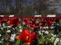 FOTO: Pemandangan Jutaan Bunga Tanpa Turis di Keukenhof