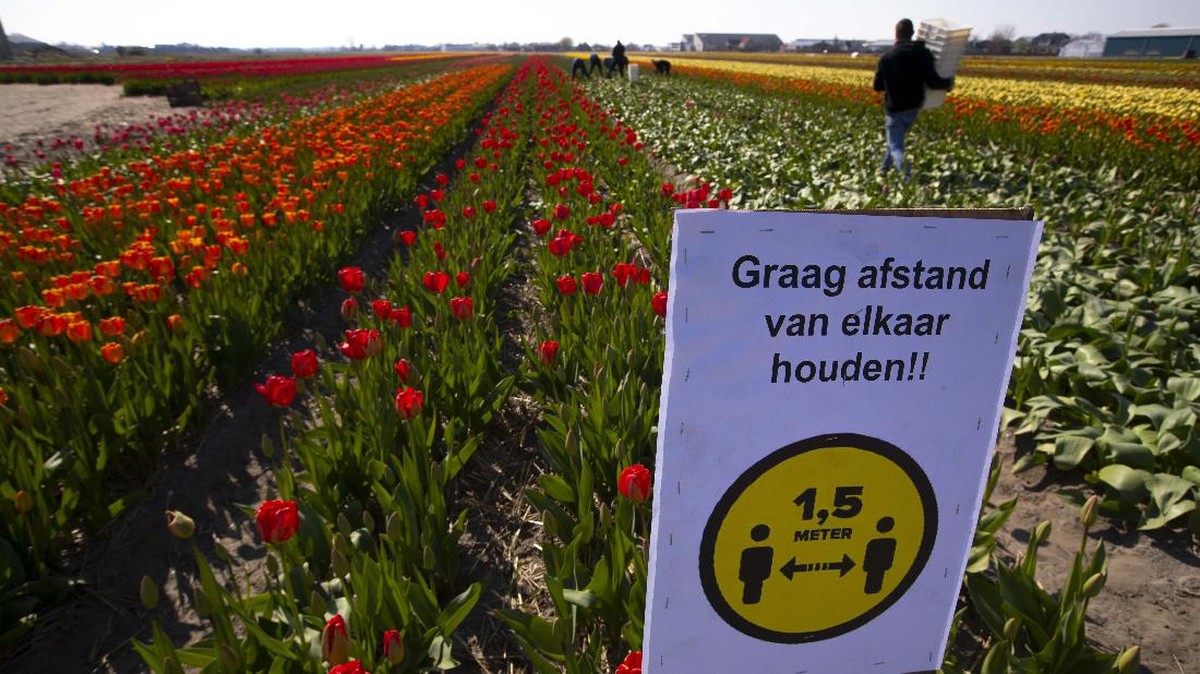 FOTO: Pemandangan Jutaan Bunga Tanpa Turis di Keukenhof