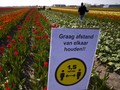 Mekar Bunga di Taman Keukenhof Belanda Tanpa Turis