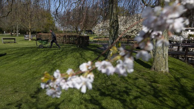 FOTO: Pemandangan Jutaan Bunga Tanpa Turis di Keukenhof