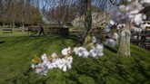 FOTO: Pemandangan Jutaan Bunga Tanpa Turis di Keukenhof Tak ada turis di Taman Keukenhof tahun ini, karena pemerintah Belanda menerapkan pembatasan perjalanan hingga 1 Juni 2020.