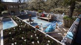 FOTO: Pemandangan Jutaan Bunga Tanpa Turis di Keukenhof Tak ada turis di Taman Keukenhof tahun ini, karena pemerintah Belanda menerapkan pembatasan perjalanan hingga 1 Juni 2020.