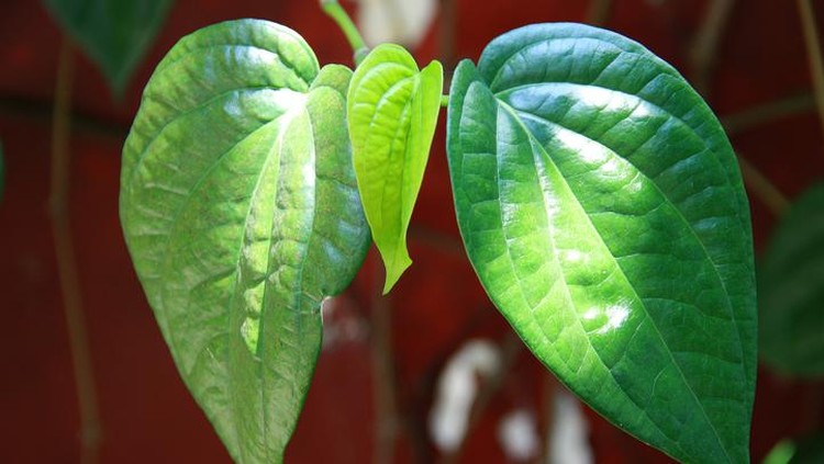 daun sirih The betel or Piper betle in West Java, Indonesia. Betel leaf is mostly consumed in Asia, as betel quid or in paan, with Areca nut and/or tobacco.