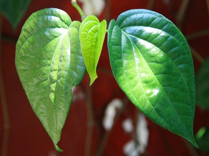 4 Efek Samping Daun Sirih untuk Ibu Hamil, Bisa Menyebabkan Keguguran