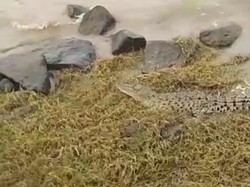 Penampakan Buaya Kuning di Sungai Porong Sidoarjo Jadi Tontonan Warga