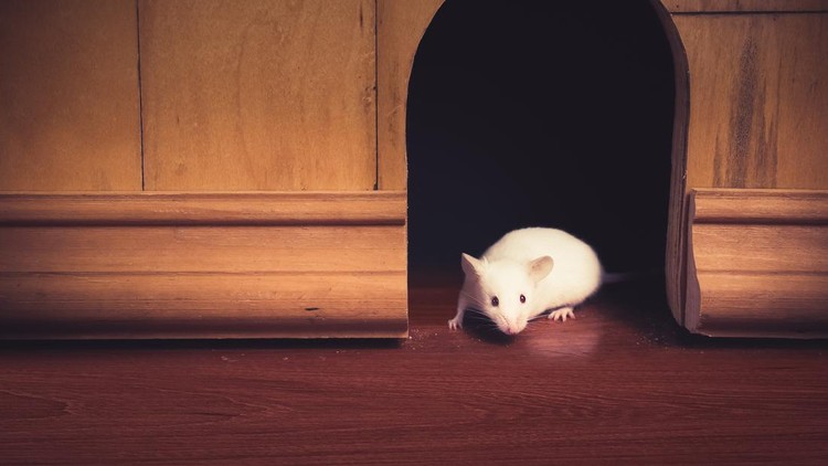 Ilustrasi tikus