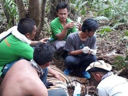 Harimau yang Kena Jerat di Area Konsesi HTI Riau Diberi Nama Corina