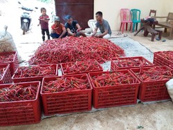 Wabah Corona, Kementan Pastikan Cabai Aman hingga Lebaran
