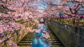 8 Lokasi Nikmati Mekar Sakura, dari Jepang sampai Indonesia
