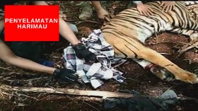VIDEO: Aksi Penyelamatan Harimau Yang Terjerat