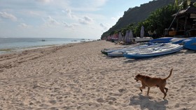 Lepas Anjing dan Beri Makan Anjing Liar di Legian Bali Kini Dilarang