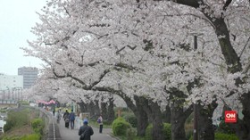 VIDEO: Melihat Bunga Sakura Bermekaran di Tokyo