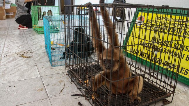 Usai misteri owa betina hamil di dalam kandang terkunci di kebun binatang Jepang terungkap, para ahli merinci kelakuan hubungan cinta satwa langka ini.