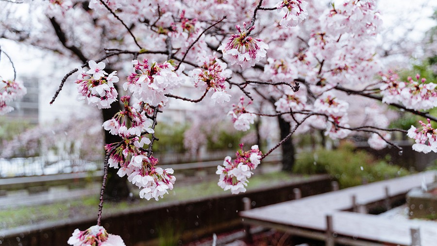 Bunga Sakura yang ditutupi salju.