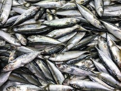 Jurus KKP Jaga Stabilitas Harga Ikan Selama Ramadhan