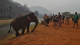 Lindungi Gajah, Sri Lanka Bakal Larang Impor Produk Plastik