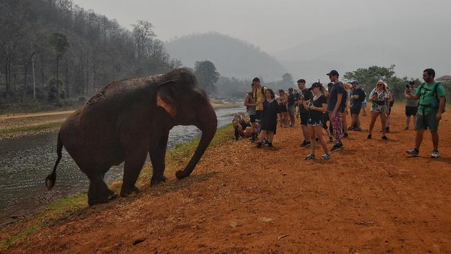 Lindungi Gajah, Sri Lanka Bakal Larang Impor Produk Plastik Pemerintah Sri Lanka bakal melarang impor produk plastik setelah menengarai plastik yang berada di tempat pembuangan sampah menjadi pembunuh utama gajah.