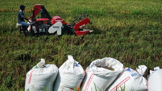 Badan Pusat Statistik (BPS) memprediksi cuaca ekstrem membuat harga beras masih akan tetap naik meski produksi padi meningkat.