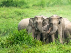 Pariwisata Thailand Ambyar, Gajahnya Kelaparan