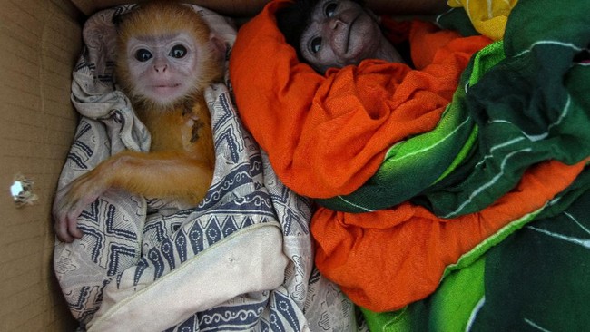 Lembaga independen nonprofit, Profauna Indonesia mengungkap pandemi Covid-19 meningkatkan jumlah perburuan dan perdagangan ilegal satwa liar.