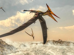 Kabar Gembira, 3 Spesies Baru Dinosaurus Terbang Ditemukan di Maroko