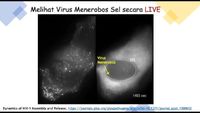 Bagaimana Virus Menginfeksi Sel? Ini Penampakan 'Live' di Bawah Mikroskop