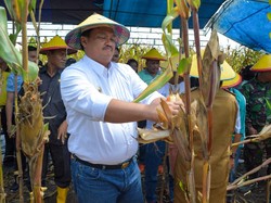 Bupati Morut Sulteng Dimakamkan Sesuai Protap Corona