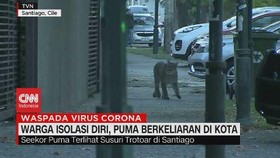 VIDEO: Warga Isolasi Diri, Singa Hutan Berkeliaran di Kota