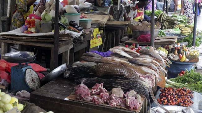 FOTO: Menyelamatkan Trenggiling di Afrika