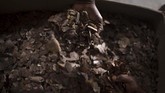 FOTO: Menyelamatkan Trenggiling di Afrika Trenggiling menjadi korban perburuan massal untuk diambil daging dan sisiknya, terutama ke pasar gelap di China.