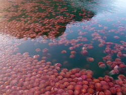 Sepi Akibat Corona, Pantai Ini Diserbu Ubur-ubur Pink