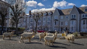 Kawanan Kambing Liar 'Pelesiran' di Jalanan Wales Utara