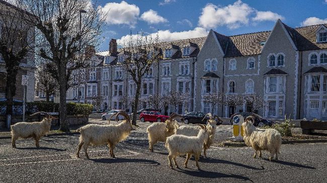 Kawanan Kambing Liar 'Pelesiran' di Jalanan Wales Utara Kawanan kambing liar turun dari bukit dan menjelajahi jalanan selama penduduk kota menjalani karantina mandiri di rumah.