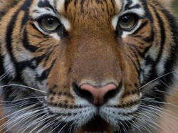 Update Terkini Nadia, Harimau Kebun Binatang yang Positif Corona