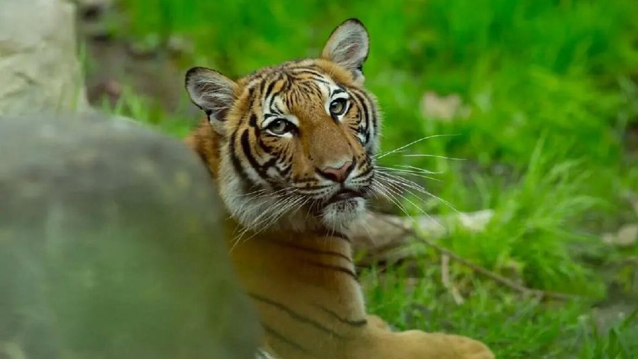 Kasus Pertama, Harimau di Kebun Binatang Bronx Positif COVID-19 Nadia, harimau pertama di kebun binatang Bronx, New York, yang positif corona COVID-19. Dikabarkan ia tertular dari zookeeper yang positif COVID-19.
