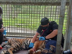 Korban Jerat di Riau, Kaki Harimau Corina Terancam Diamputasi